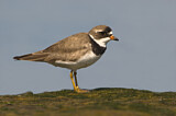 Image. Semipalmated Plover