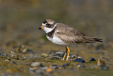 Image. Semipalmated Plover