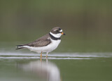 Image. Semipalmated Plover