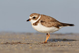 Image. Semipalmated Plover