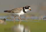 Image. Semipalmated Plover