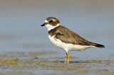 Image. Semipalmated Plover