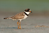 Image. Semipalmated Plover