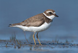 Image. Semipalmated Plover