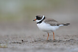 Image. Semipalmated Plover