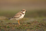 Image. Semipalmated Plover