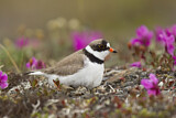 Image. Semipalmated Plover