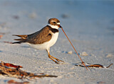 Image. Semipalmated Plover