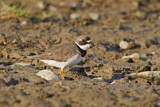 Image. Semipalmated Plover