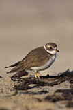 Image. Semipalmated Plover