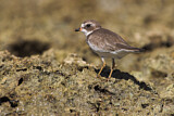 Image. Semipalmated Plover