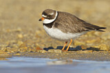 Image. Semipalmated Plover