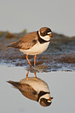 Image. Semipalmated Plover