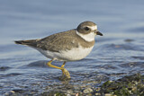 Image. Semipalmated Plover