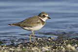 Image. Semipalmated Plover