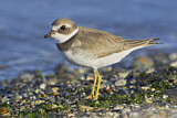Image. Semipalmated Plover