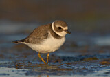 Image. Semipalmated Plover
