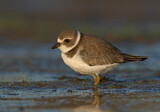 Image. Semipalmated Plover