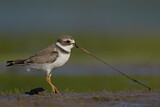 Image. Semipalmated Plover