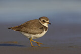 Image. Semipalmated Plover