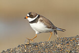 Image. Semipalmated Plover