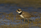 Image. Semipalmated Plover