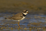 Image. Semipalmated Plover