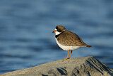 Image. Semipalmated Plover