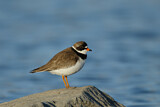 Image. Semipalmated Plover