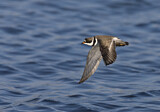 Image. Semipalmated Plover
