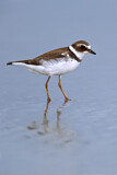 Image. Semipalmated Plover
