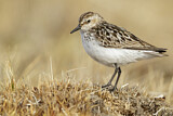 Image. Semipalmated Sandpiper