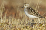 Image. Semipalmated Sandpiper