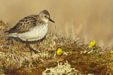 Image. Semipalmated Sandpiper