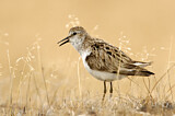 Image. Semipalmated Sandpiper