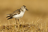 Image. Semipalmated Sandpiper