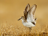 Image. Semipalmated Sandpiper