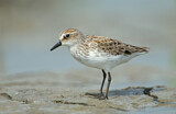 Image. Semipalmated Sandpiper