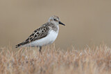 Image. Semipalmated Sandpiper