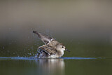 Image. Semipalmated Sandpiper