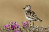 Image. Semipalmated Sandpiper