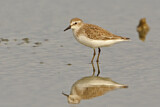Image. Semipalmated Sandpiper