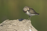 Image. Semipalmated Sandpiper