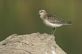 Image. Semipalmated Sandpiper