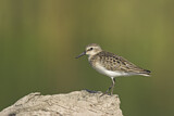 Image. Semipalmated Sandpiper