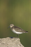 Image. Semipalmated Sandpiper