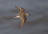 Image. Semipalmated Sandpiper
