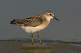 Image. Semipalmated Sandpiper