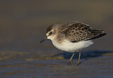 Image. Semipalmated Sandpiper