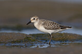 Image. Semipalmated Sandpiper